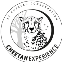 Cheetah Experience LMS